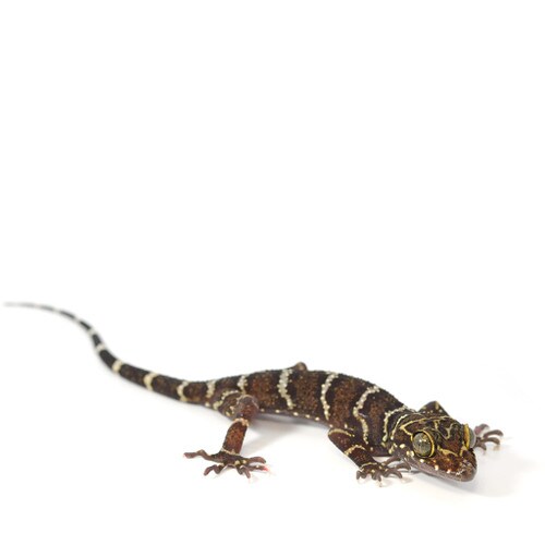 Thin-Banded Forest Gecko
